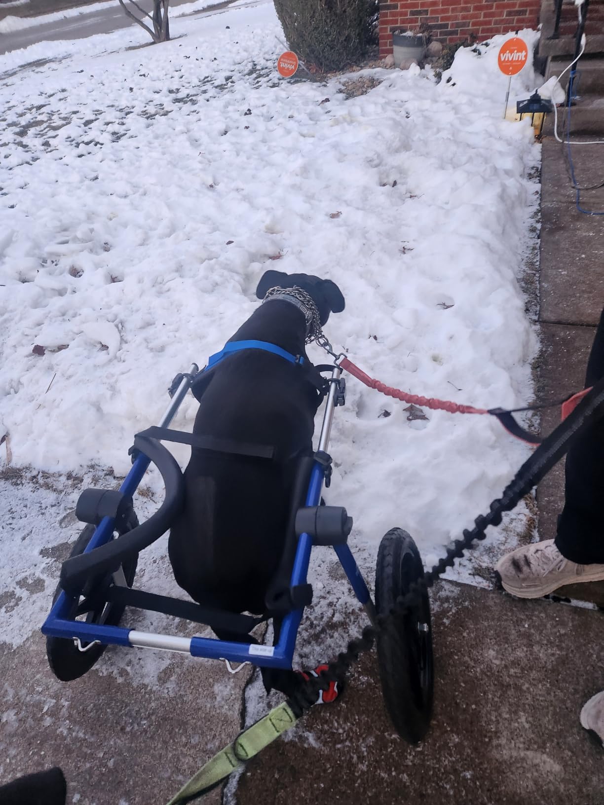 Walkin' Wheels Dog Wheelchair - for Large Dogs 70-180 Pounds - Veterinarian Approved - Dog Wheelchair for Back Legs customer photo 2