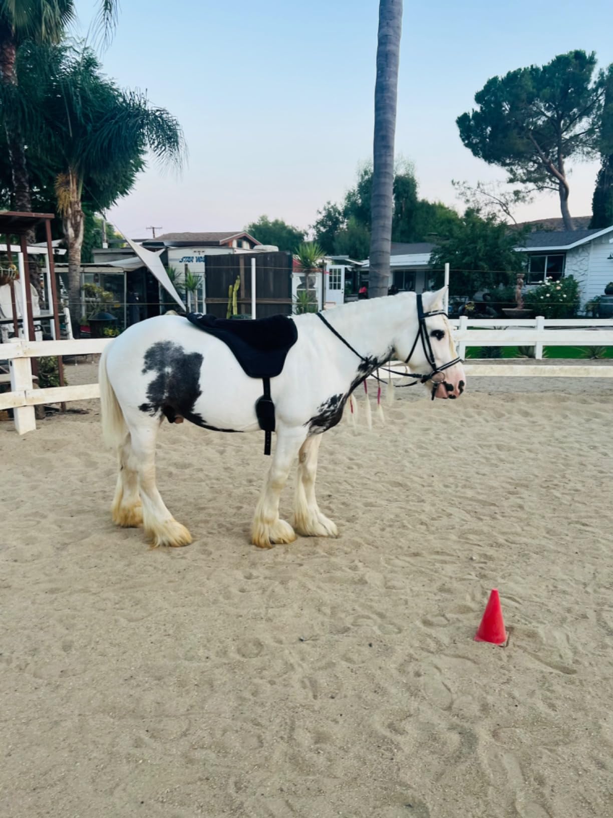 Intrepid International Comfort Plus Western Bareback Saddle customer photo 1