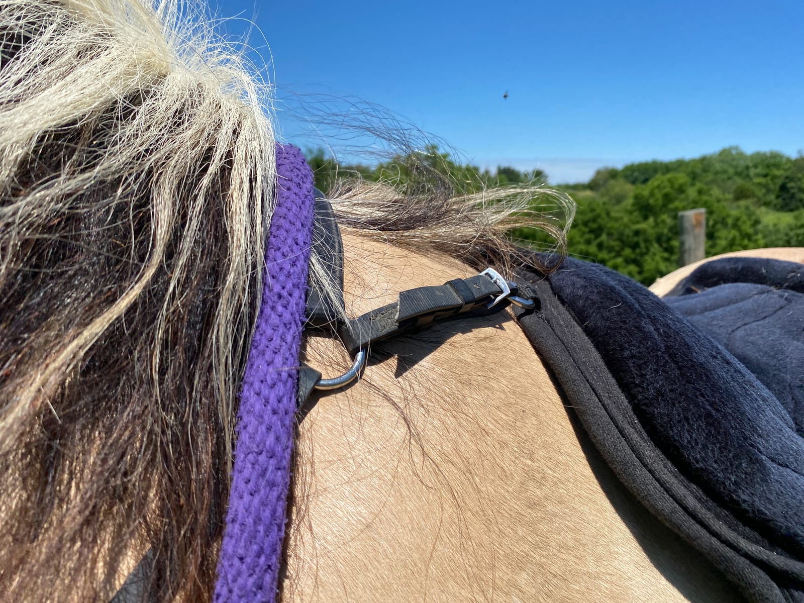 Intrepid International Comfort Plus Western Bareback Saddle customer photo 2