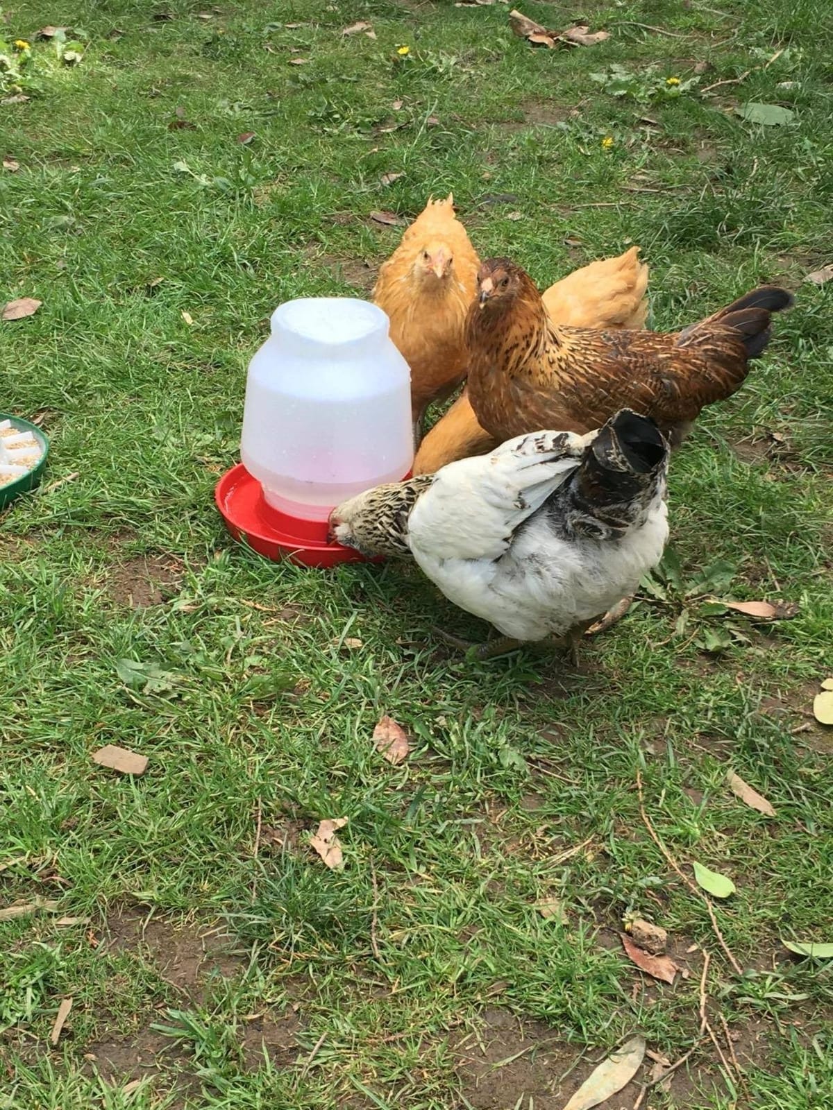 Little Giant® Complete Plastic Poultry Fount | Heavy Duty Plastic Gravity Fed Water Container Jar | Waterer for Chickens, Turkeys, Ducks & More | Made in USA | 1 Gallon | Red customer photo 2