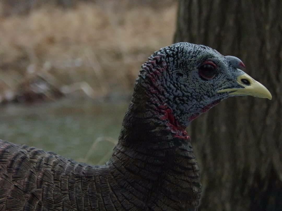 Avian X LCD Breeder Hen Turkey Decoy customer photo 2
