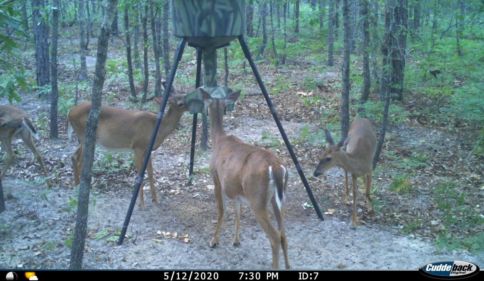 Wildgame Innovations Quick-Set 270 lb Game Feeder customer photo 1