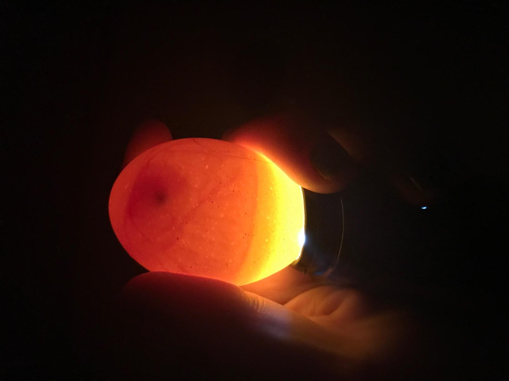 Magicfly Bright Cool LED Light Egg Candler Tester, Powered Only by Power Supply customer photo 1