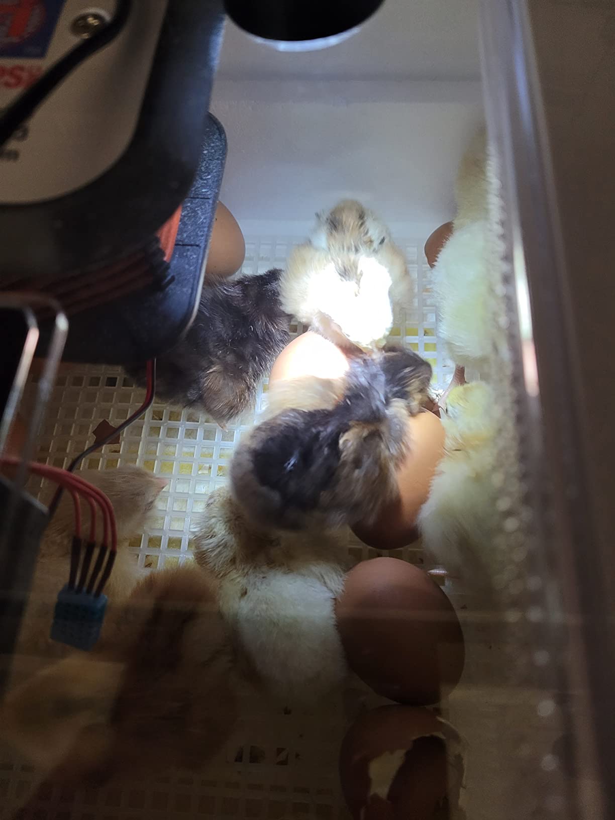 Farm Innovators 41 Egg Digital Circulated Air Incubator, Auto Turner, White customer photo 2