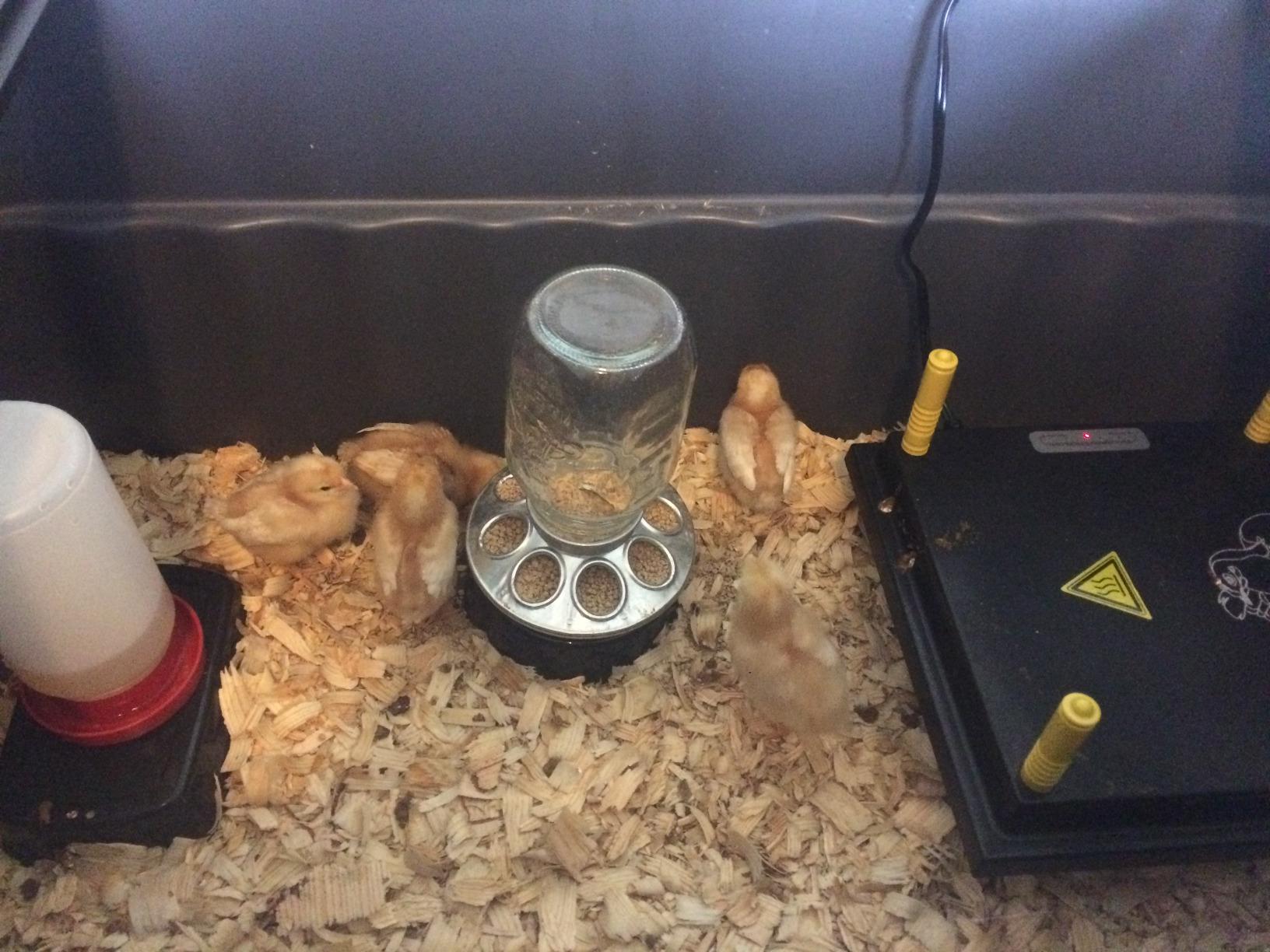 Premier 1 Chick Brooder Heating Plate – 12