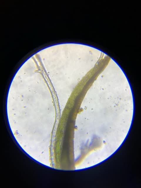 AmScope M162C-2L-PB10-WM