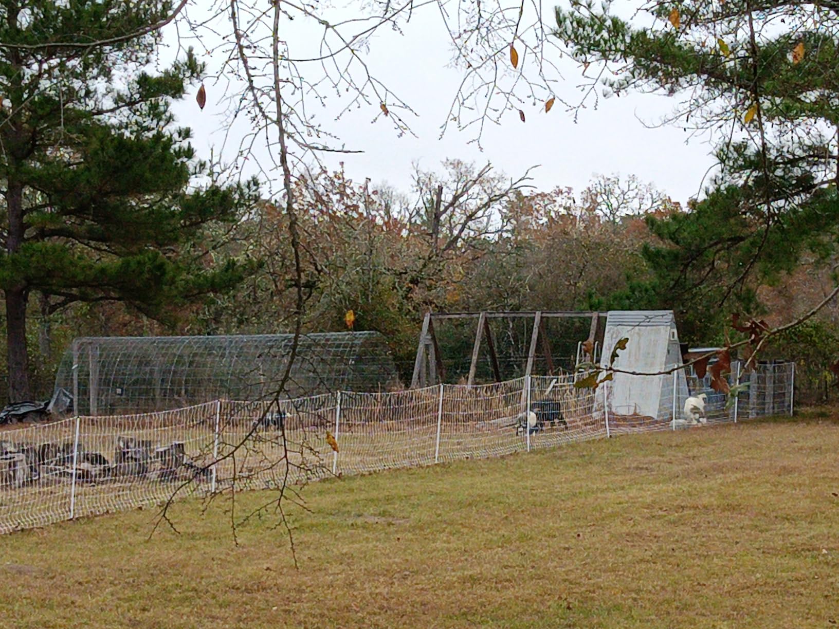 Premier 1 PoultryNet® Electric Fence for Chickens – 48