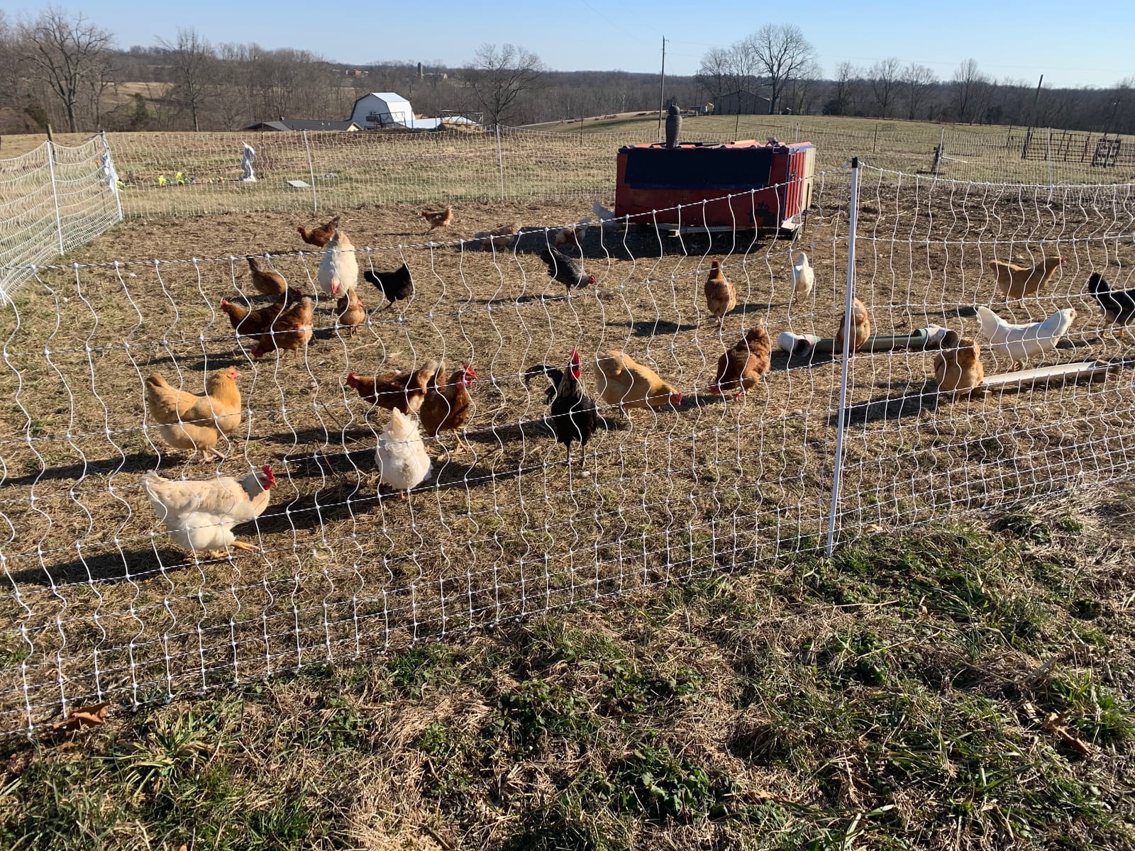 Premier 1 PoultryNet® Electric Fence for Chickens – 48