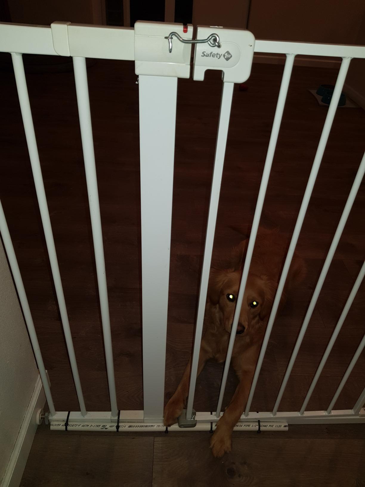 Safety 1st Extra Wide Baby Gate with Door: Premium Child Safety, Extra Tall Gate for Doorways, Dog Gates, Easy Installation, 36