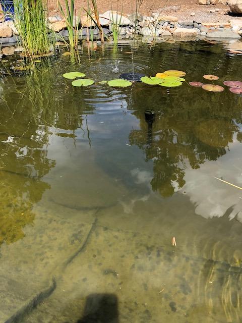 CNZ All-in One Pond Filter System with 13W UV Sterilizer 660 GPH Pump Fountain Kits customer photo 1