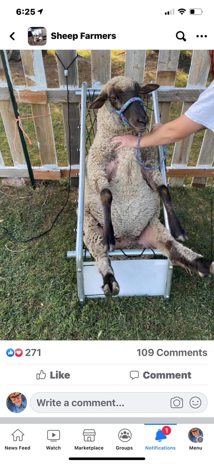 Premier 1 Deck Chair for Sheep customer photo 1