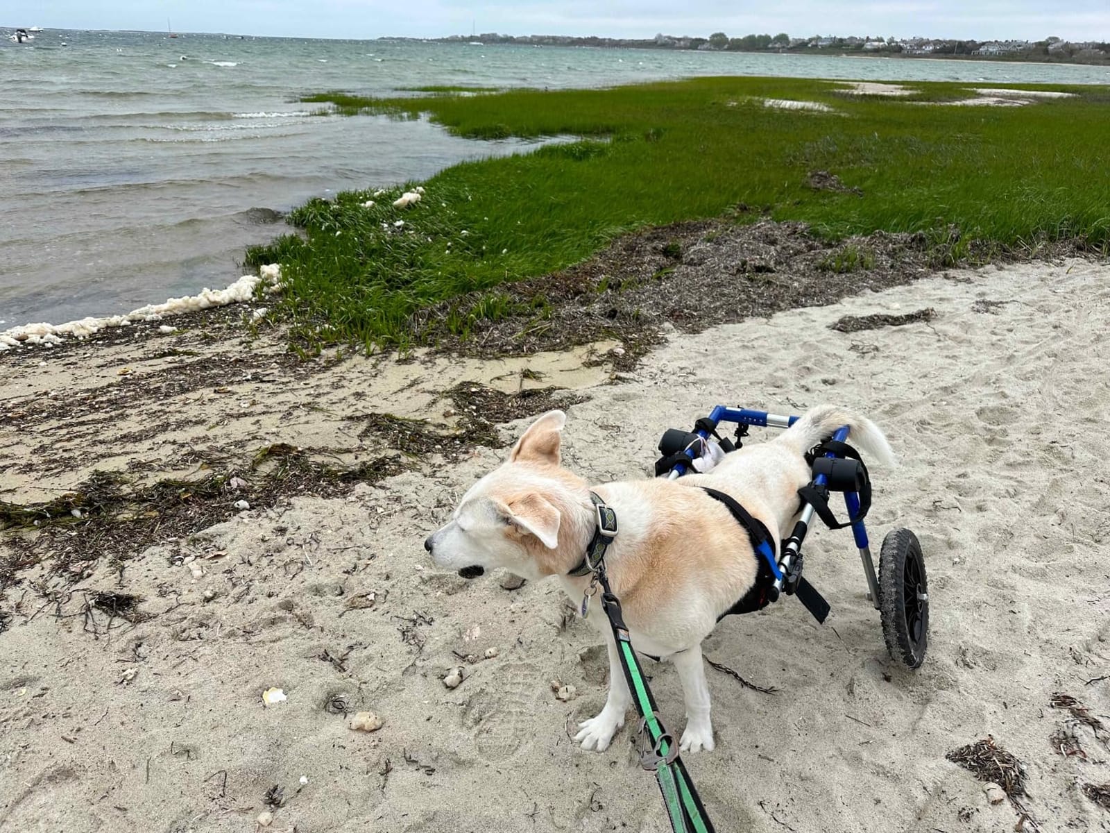 Walkin' Wheels Dog Wheelchair - for Med/Large Dogs 50-69 lbs - Veterinarian Approved - Dog Wheelchair for Back Legs customer photo 2