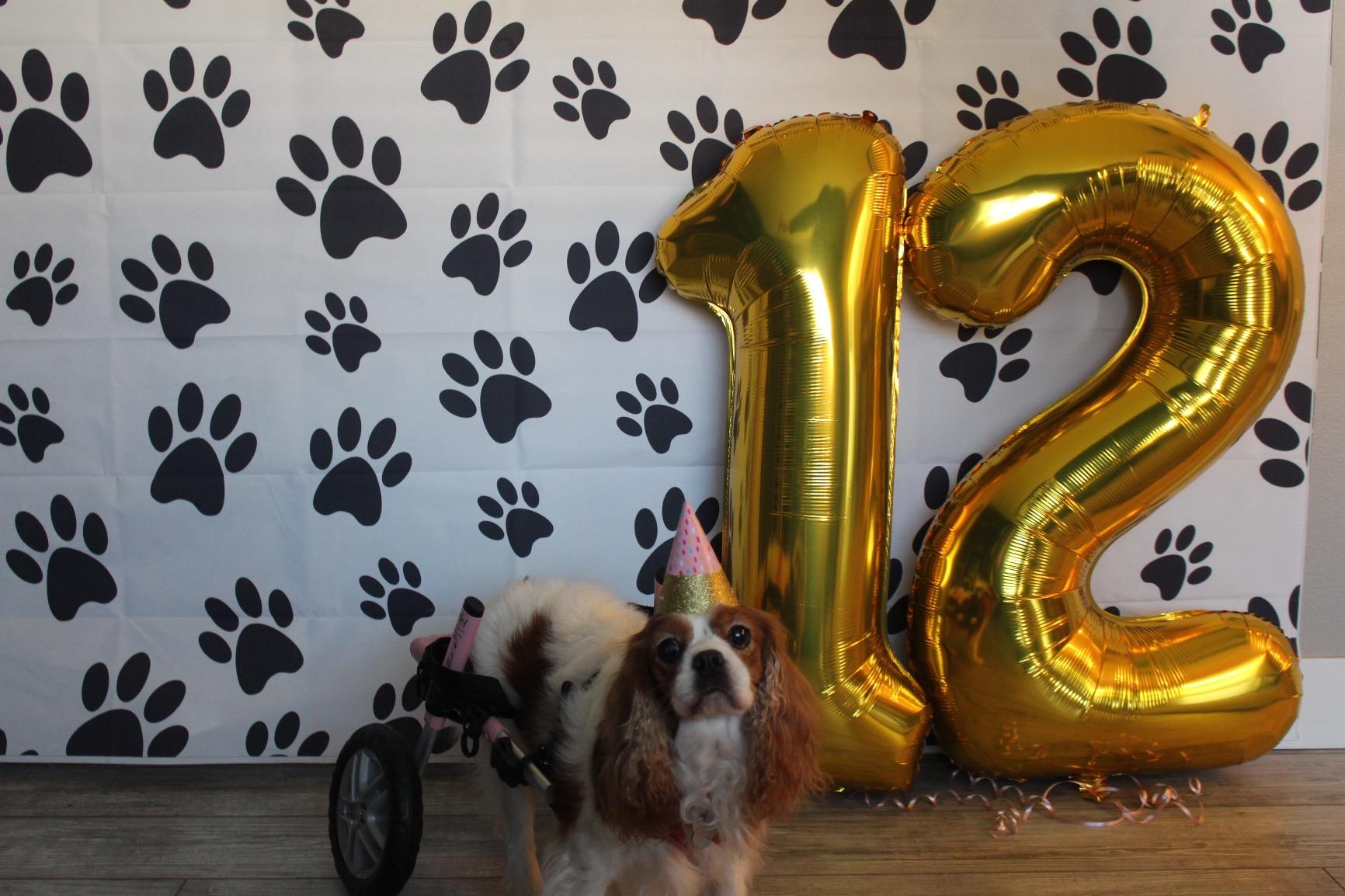 Walkin' Wheels Small Dog Wheelchair, Lightweight Dog Wheelchair for Back Legs, 15-25 lbs, for 6-8 inches Leg Height - Pink customer photo 1