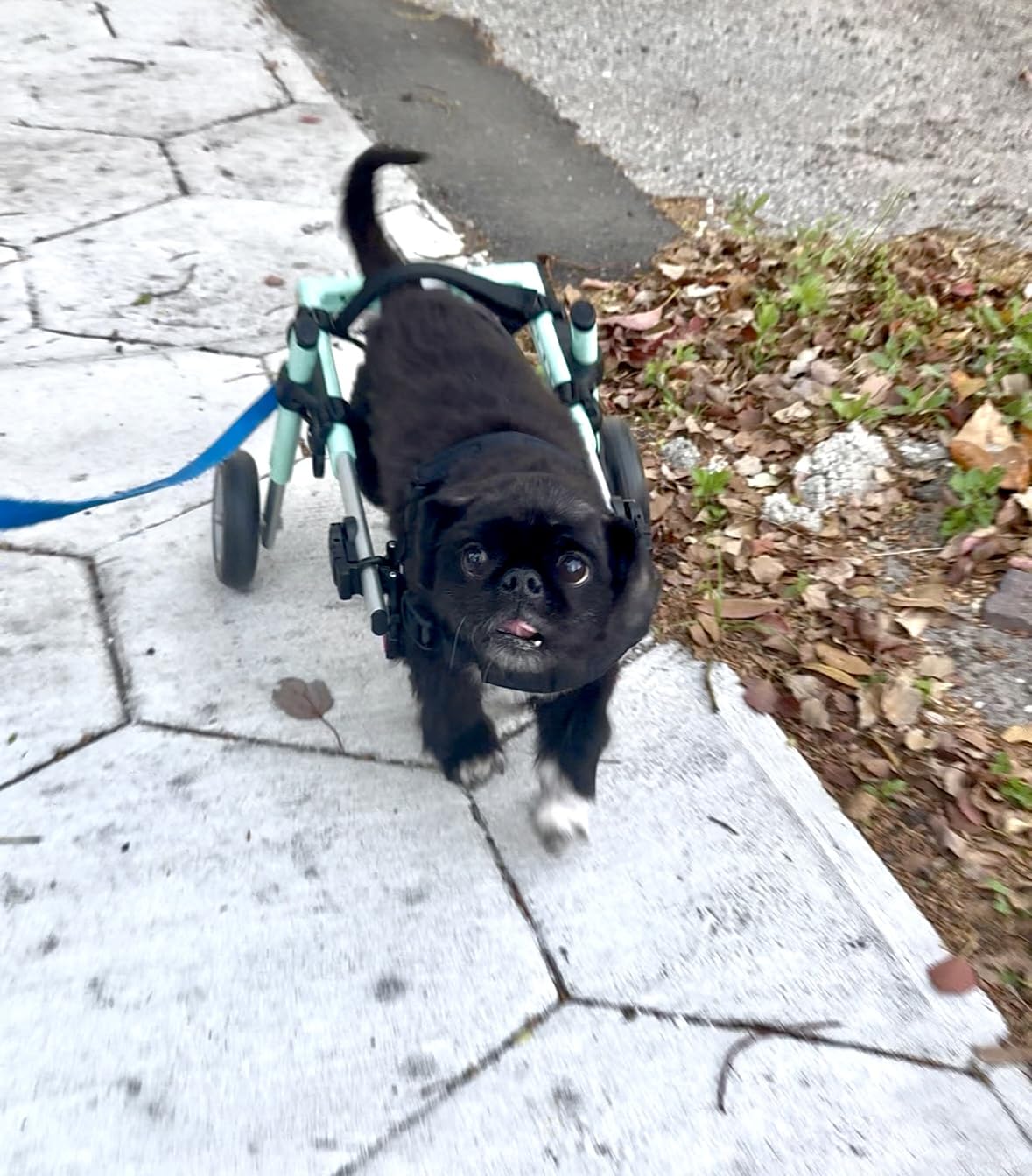 Walkin' Wheels Small Dog Wheelchair, Lightweight Dog Wheelchair for Back Legs, 15-25 lbs, for 6-8 inches Leg Height - Pink customer photo 2
