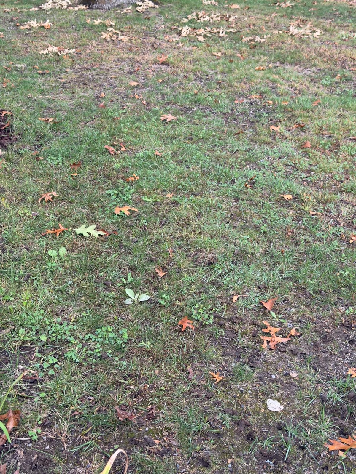 Liquid Soil Loosener- Soil Conditioner-Use alone or when Aerating with Mechanical Aerator or Core Aeration- Simple Lawn Solutions- Any Grass Type-Great for Compact Soils, Standing water, Poor Drainage customer photo 1