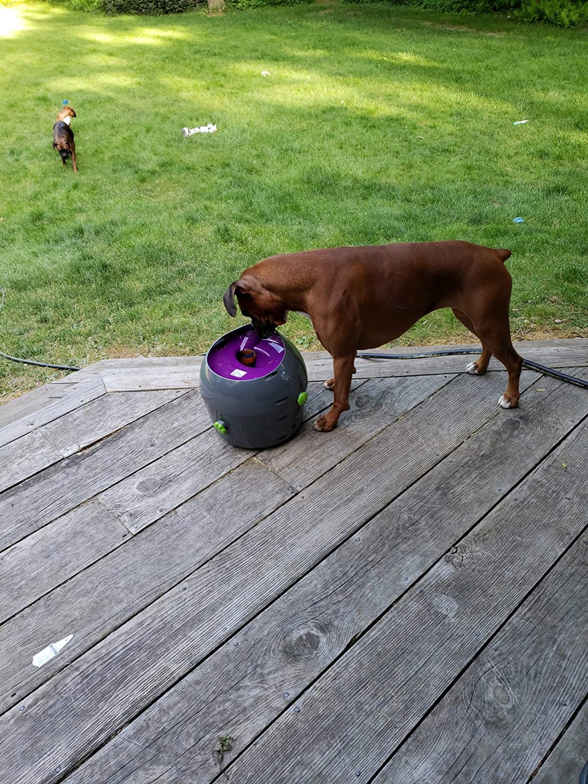 PetSafe Automatic Dog Ball Launcher | Launches 8-30 Ft with 9 Distance and 6 Angle Settings, Motion Sensors Protect up to 7 Ft, Auto Sleep After 15 Minutes of Play customer photo 2