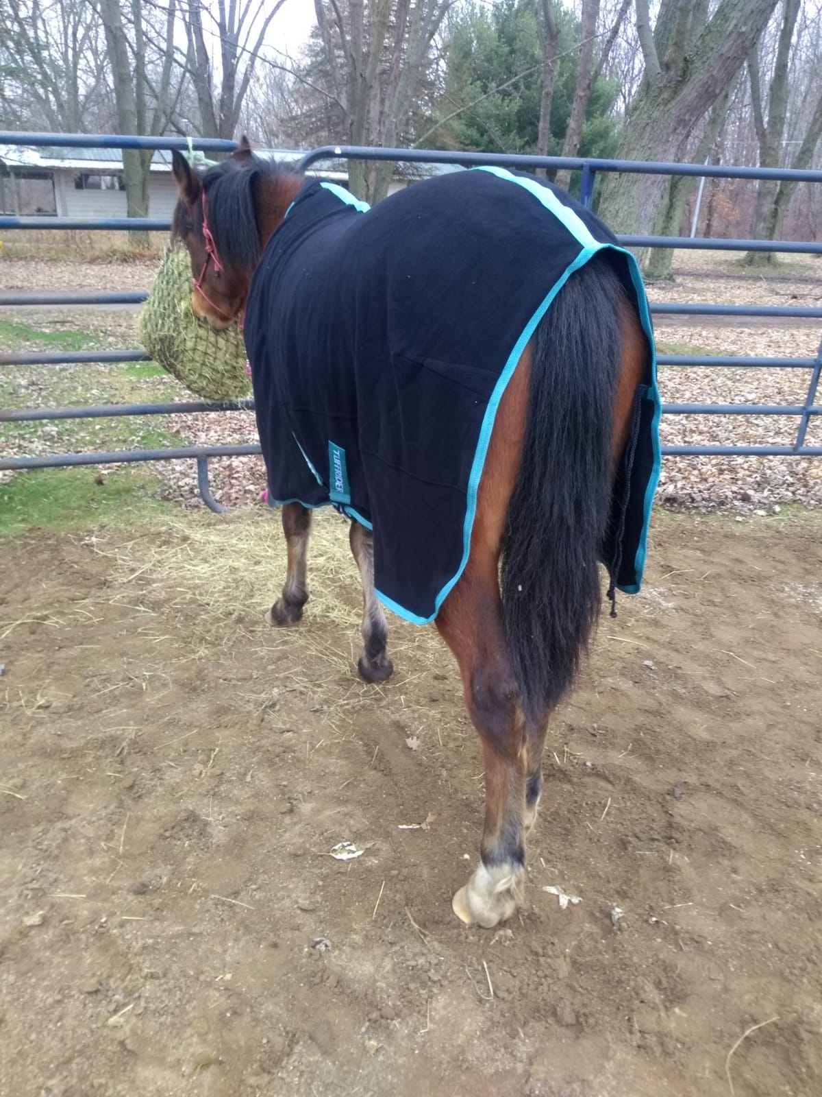 TuffRider Fleece Cooler Sheet for Horse - Black - 63 customer photo 1