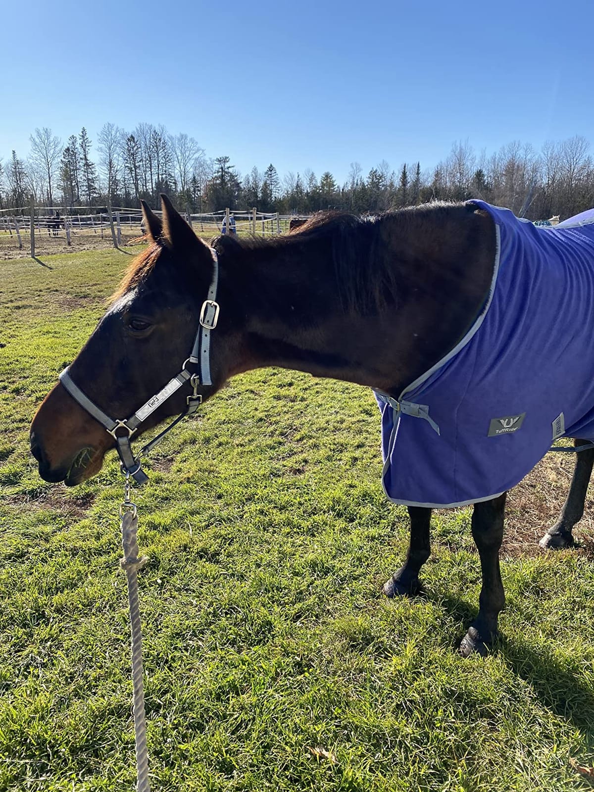TuffRider Fleece Cooler Sheet for Horse - Black - 63 customer photo 2