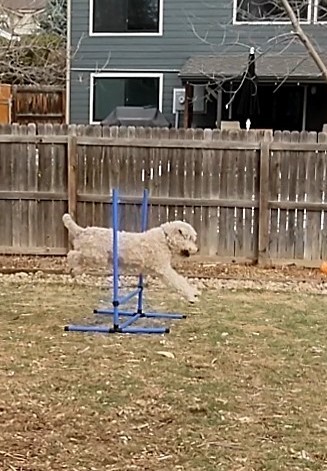 PawHut 4 Piece Dog Agility Training Equipment for Dog Agility Course White | Adjustable Height Jump Bars, Included Carry Bag, Displacing Top Bar customer photo 1