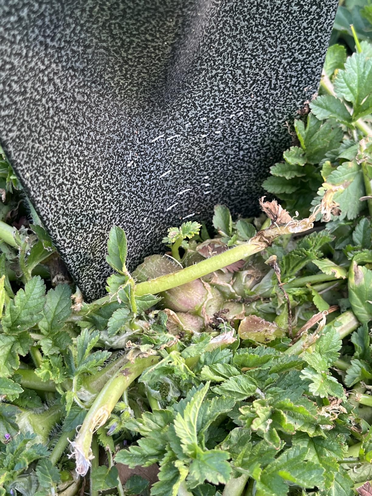 Edward Tools Garden Trowel - Heavy Duty Carbon Steel Garden Hand Shovel with Ergonomic Grip - Stronger Than Stainless Steel - Depth Marker Measurements for More consistent Planting customer photo 2