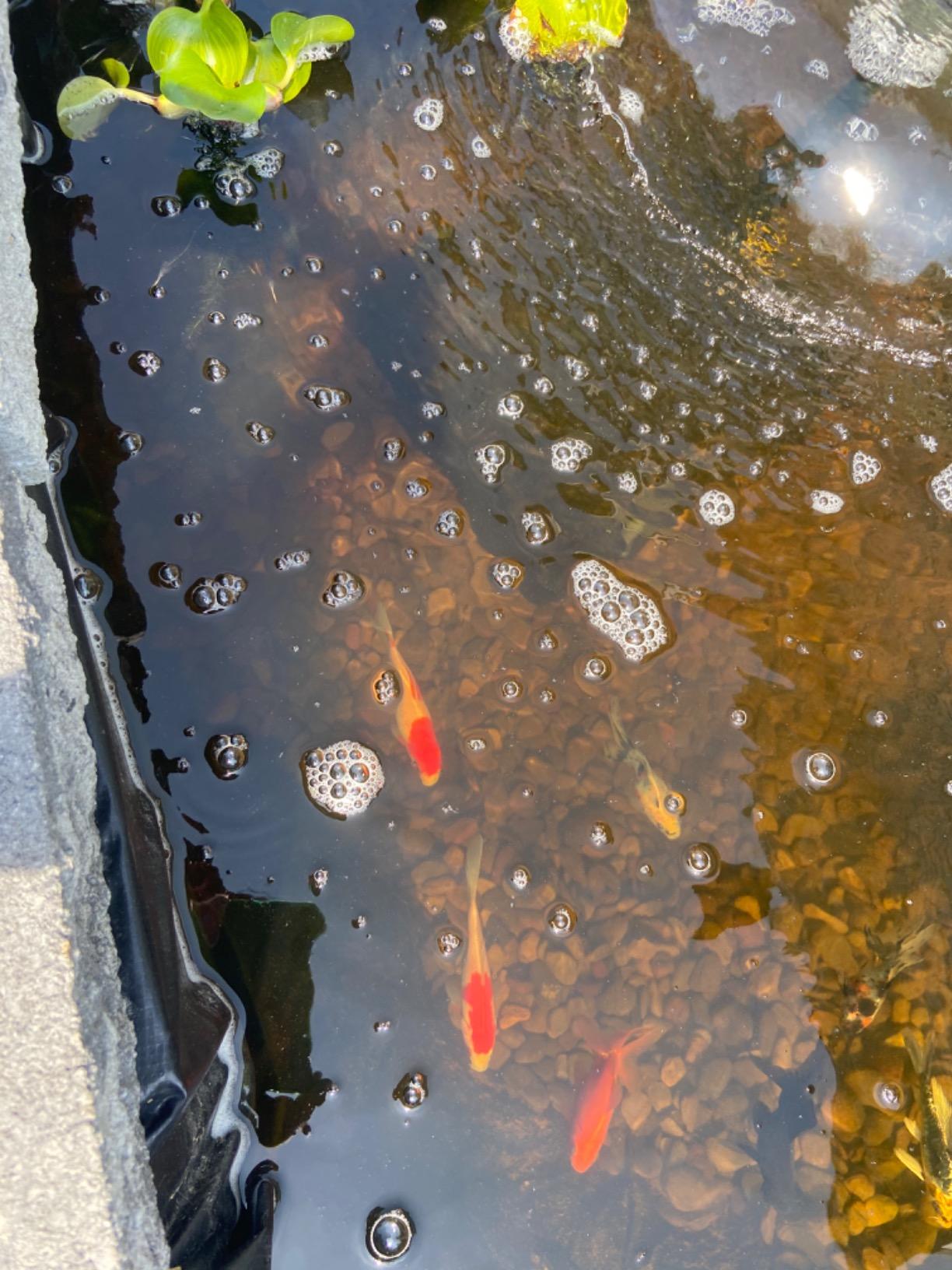 Jebao UFP-2000 Pond Filter System, 13W UV Clarifier, 530 GPH Pump customer photo 2