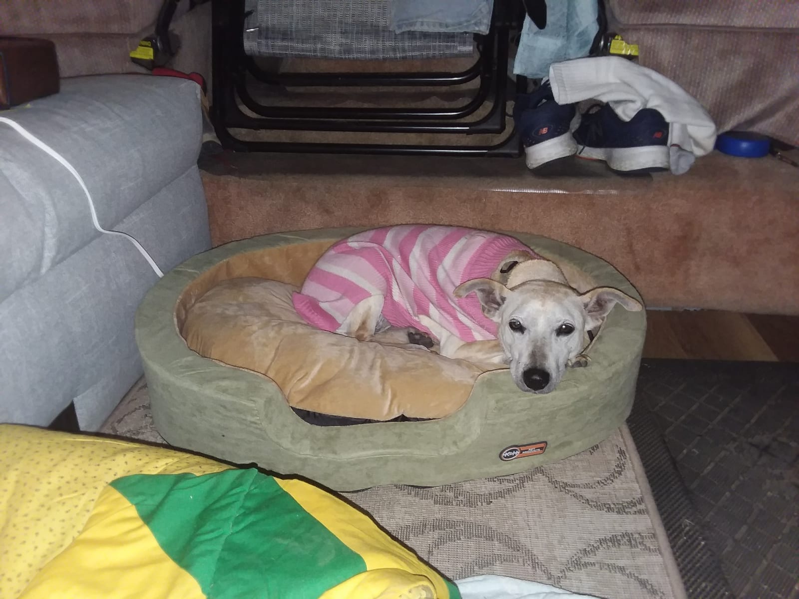 K&H Heated Dog Bed, Thermo-Snuggly Sleeper Indoor, Safety Listed, Medium 6W | Removable Waterproof Dog Heating Pad, Calming Pillow Pet Bed, Machine Washable, 26x20in, Sage/Tan customer photo 2