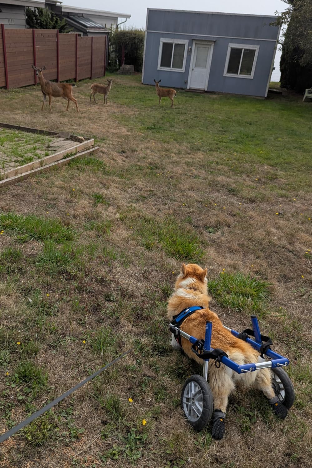 Walkin' Wheels Corgi Dog Wheelchair - for Small Corgi Dogs 11-44 Pounds - Veterinarian Approved - Dog Wheelchair for Back Legs customer photo 1