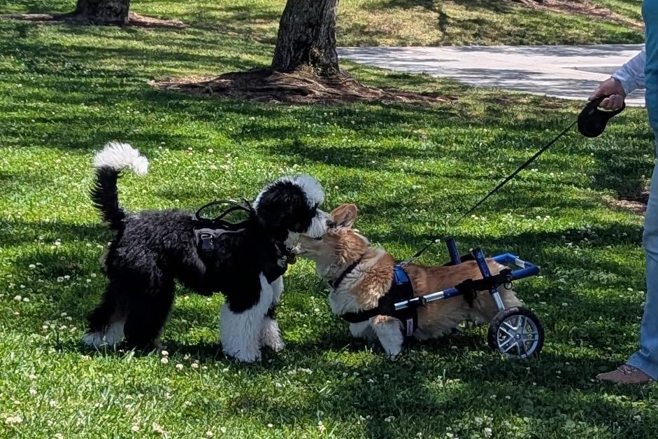 Walkin' Wheels Corgi Dog Wheelchair - for Small Corgi Dogs 11-44 Pounds - Veterinarian Approved - Dog Wheelchair for Back Legs customer photo 2