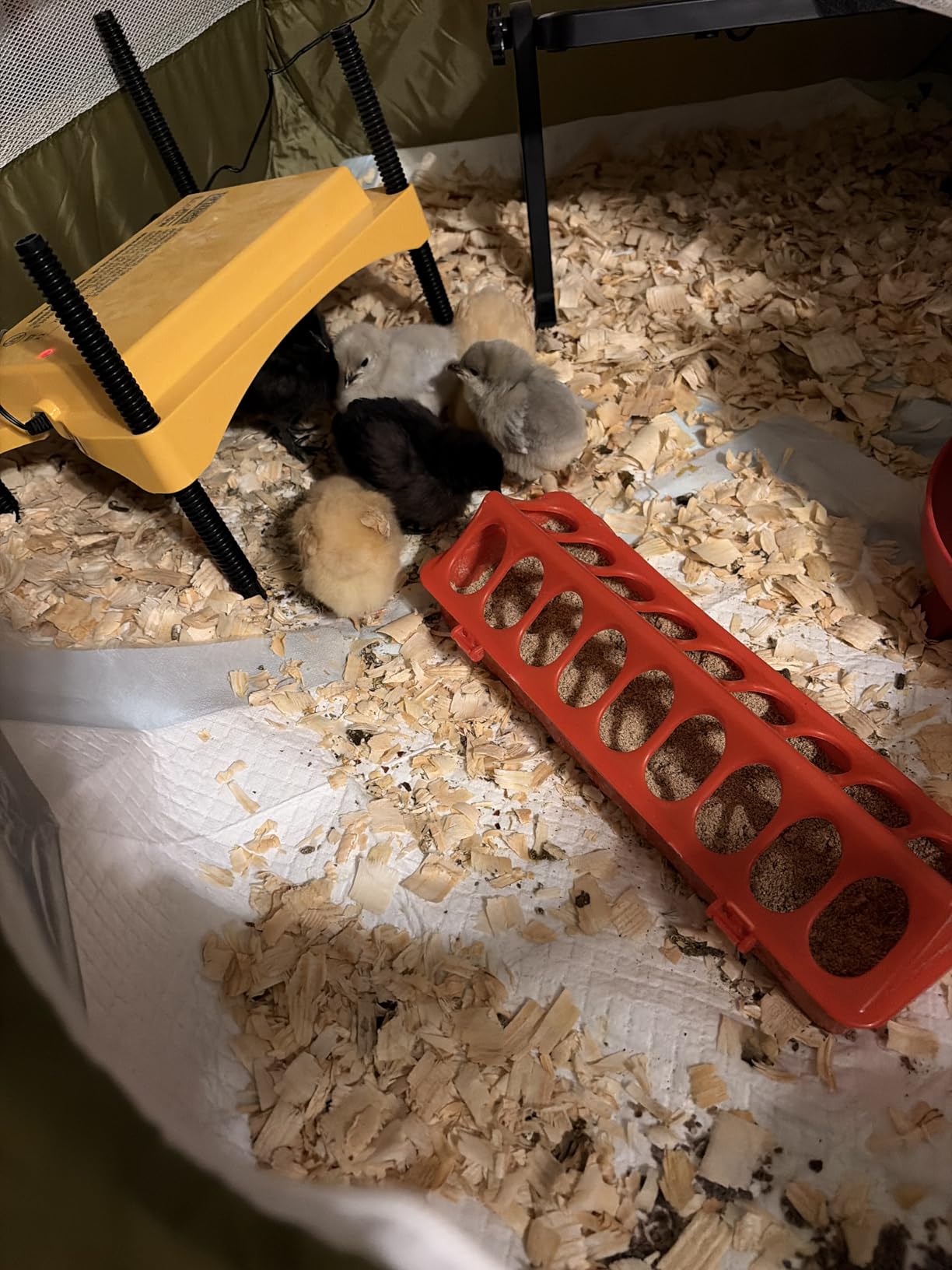 Brinsea Ecoglow Safety 600 Chick or Duckling Brooder, Up to 20 Chicks customer photo 1