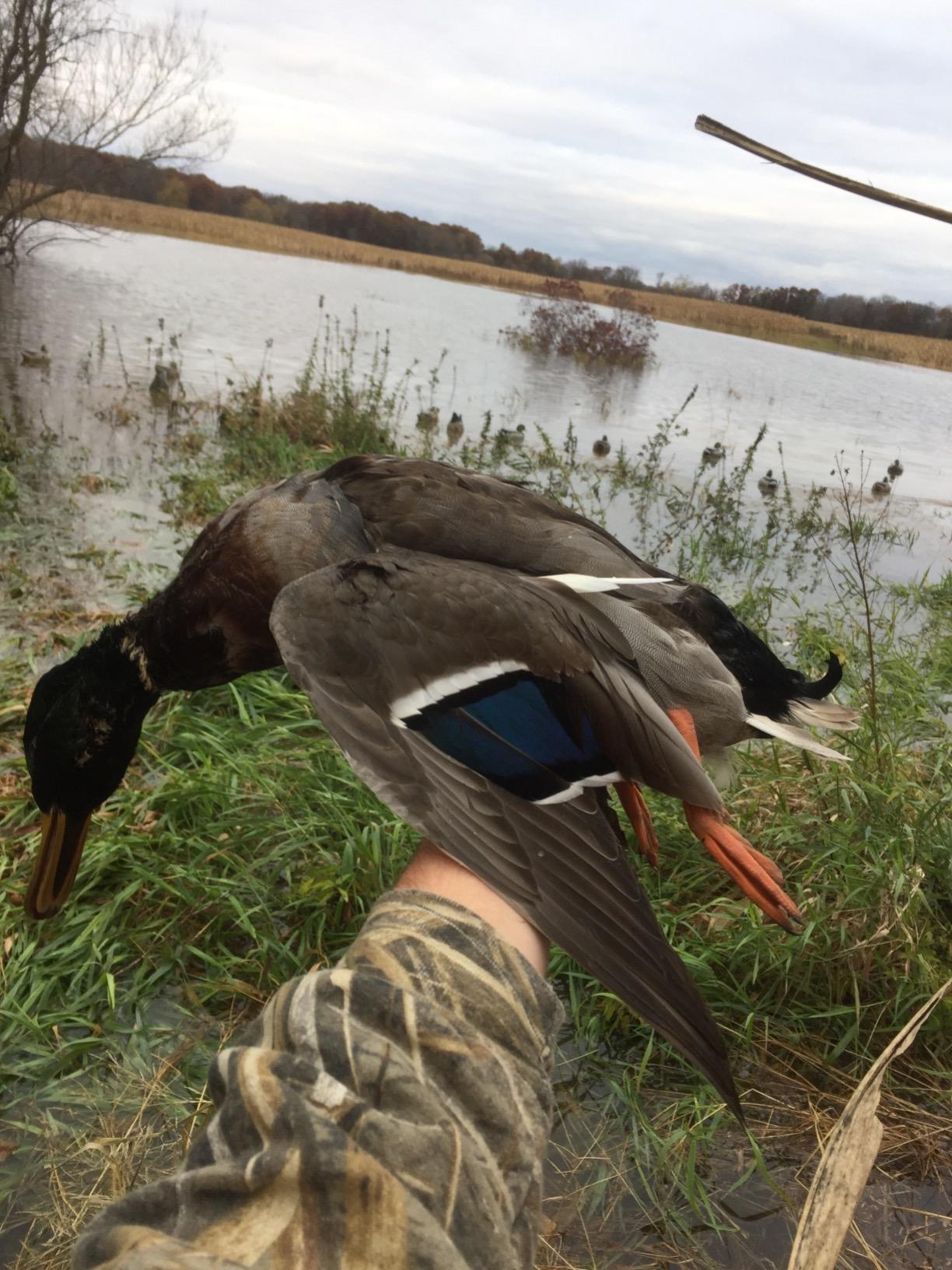 Avery GHG Essential Mallard Duck Decoys - 12 Pack | Realistic Durable Floating Waterfowl Hunting Set with Weighted Self-Righting Keels, 6 Drake & 6 Hen Floaters, 12-Pack (70010) customer photo 2