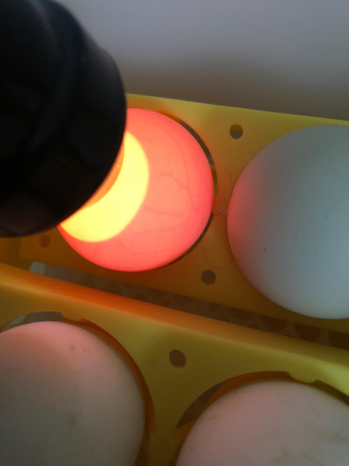 Bright Cool LED Light Egg Candler Tester Incubator for Chickens Ducks Birds Eggs - Powered by Power Cable Only customer photo 1