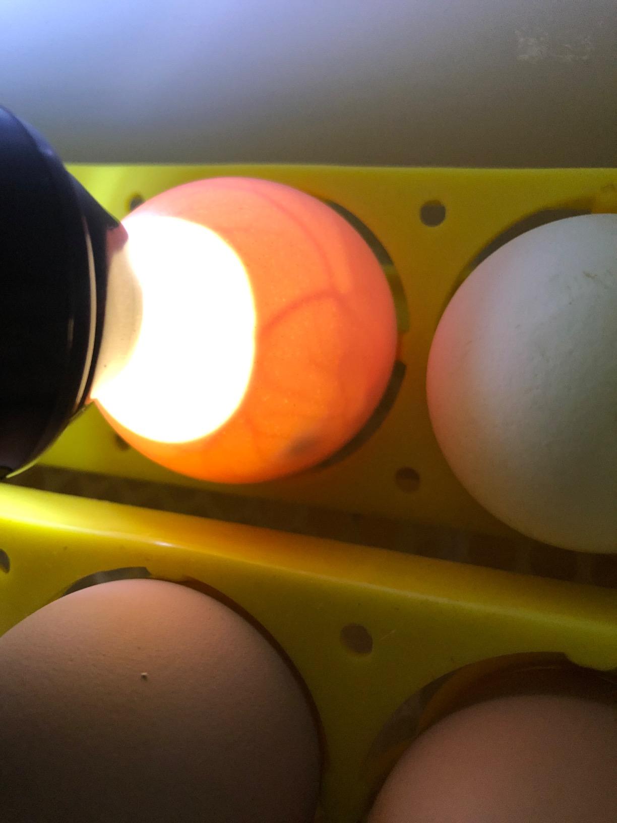 Bright Cool LED Light Egg Candler Tester Incubator for Chickens Ducks Birds Eggs - Powered by Power Cable Only customer photo 2