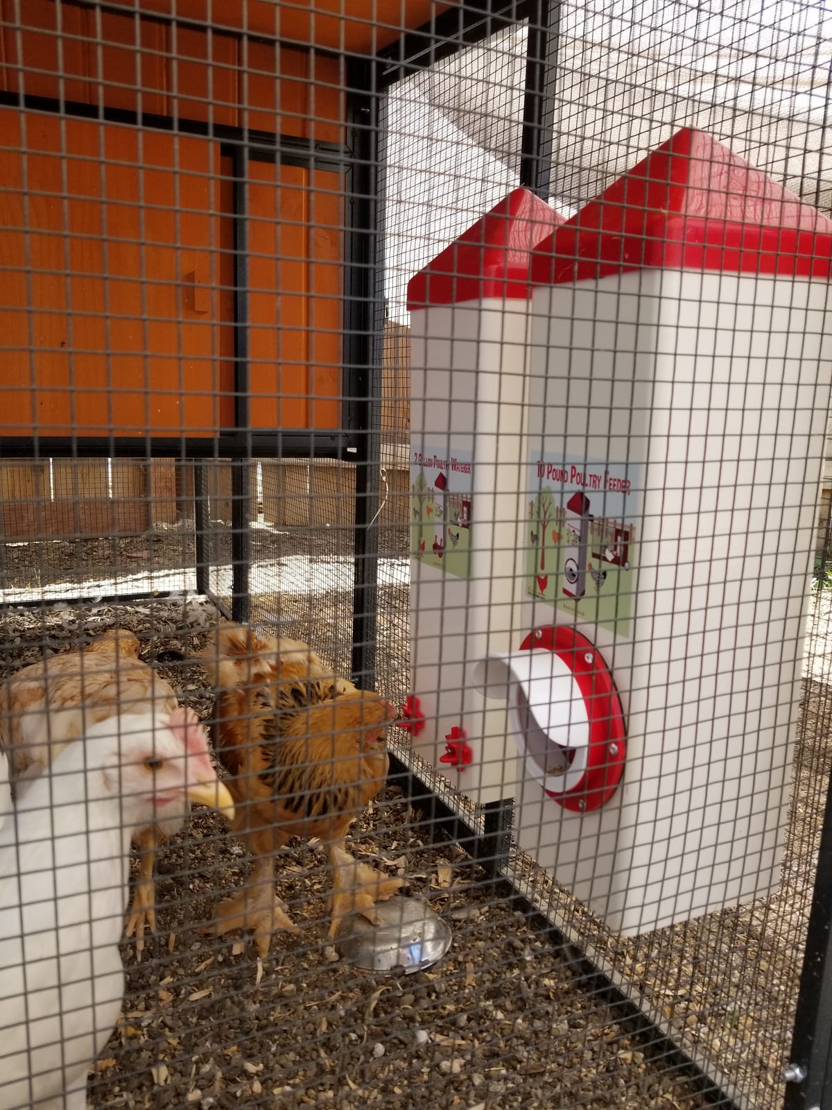 RentACoop 2 Gallon High Rise Chicken Waterer with Cups & Nipples customer photo 1