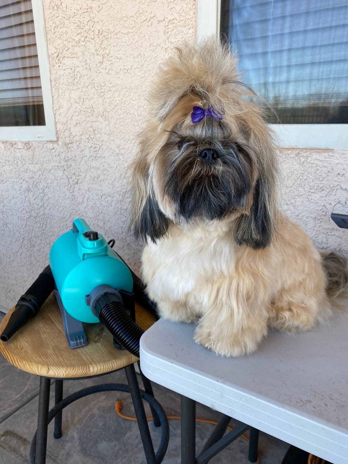 Dog Dryer High Velocity Pet Dog Grooming Force Hair Dryer/Blower 5.0HP | Super cyclone 5.0HP high velocity blower dryer for professional dog pet grooming, purple SHD-2600P customer photo 1