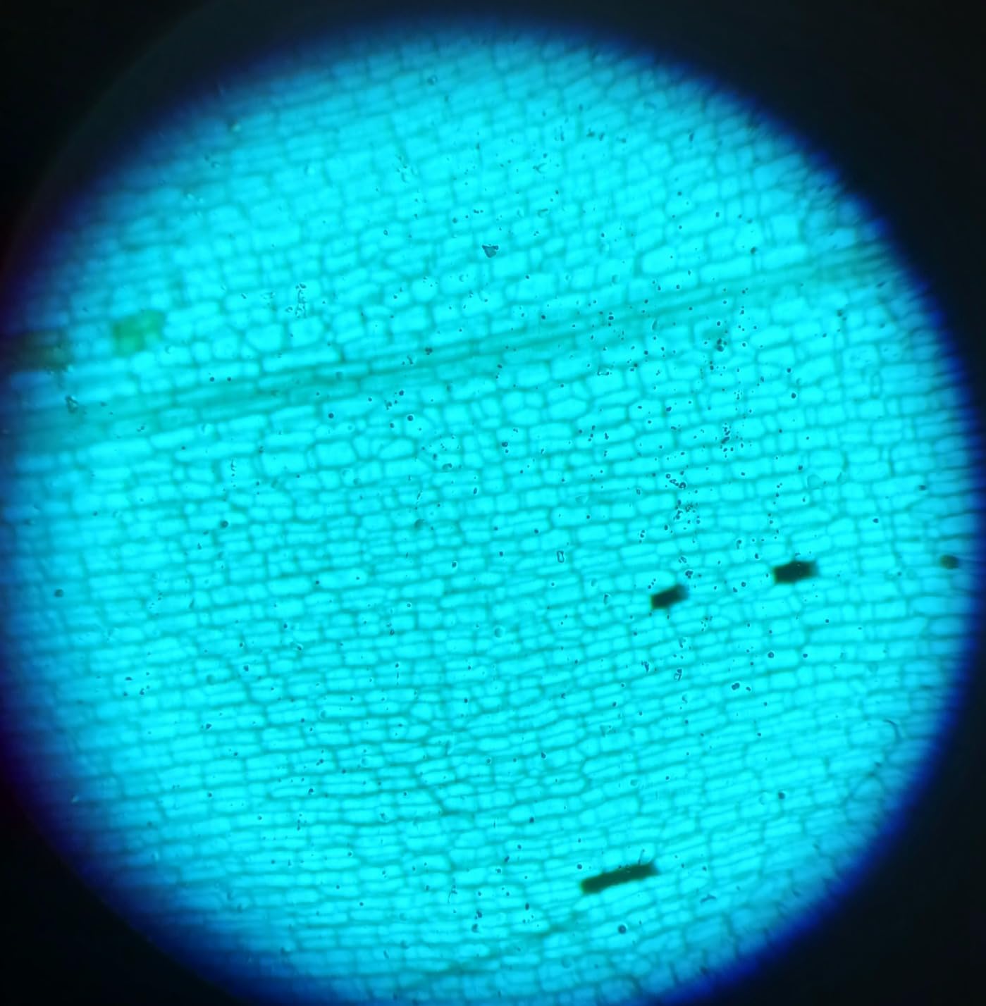 2000X Compound Microscope for Kids Adults: Microscope for Biology Education customer photo 1