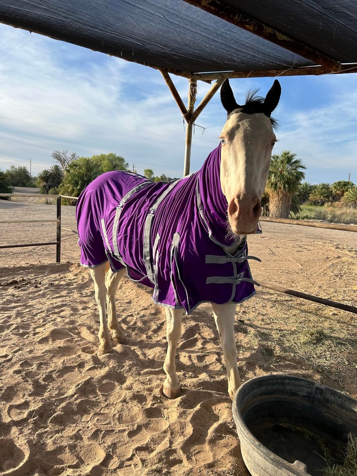 Heavy Duty Horse Fly Sheet with Neck and Detachable Belly Band | Summer Sheet (78, Purple) customer photo 1
