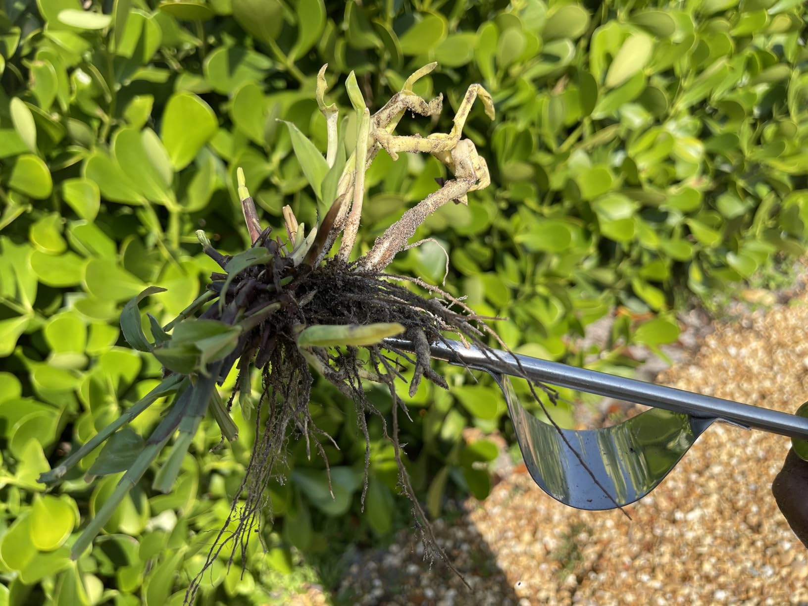 Betus Manual Hand Weeder - Bend-Proof Leverage Base for Super Easy Weed Removal & Deeper Digging - Sturdy Chrome Plated Steel - Compact Dandelion Weed Puller Tool for Yard Lawn and Farm customer photo 2
