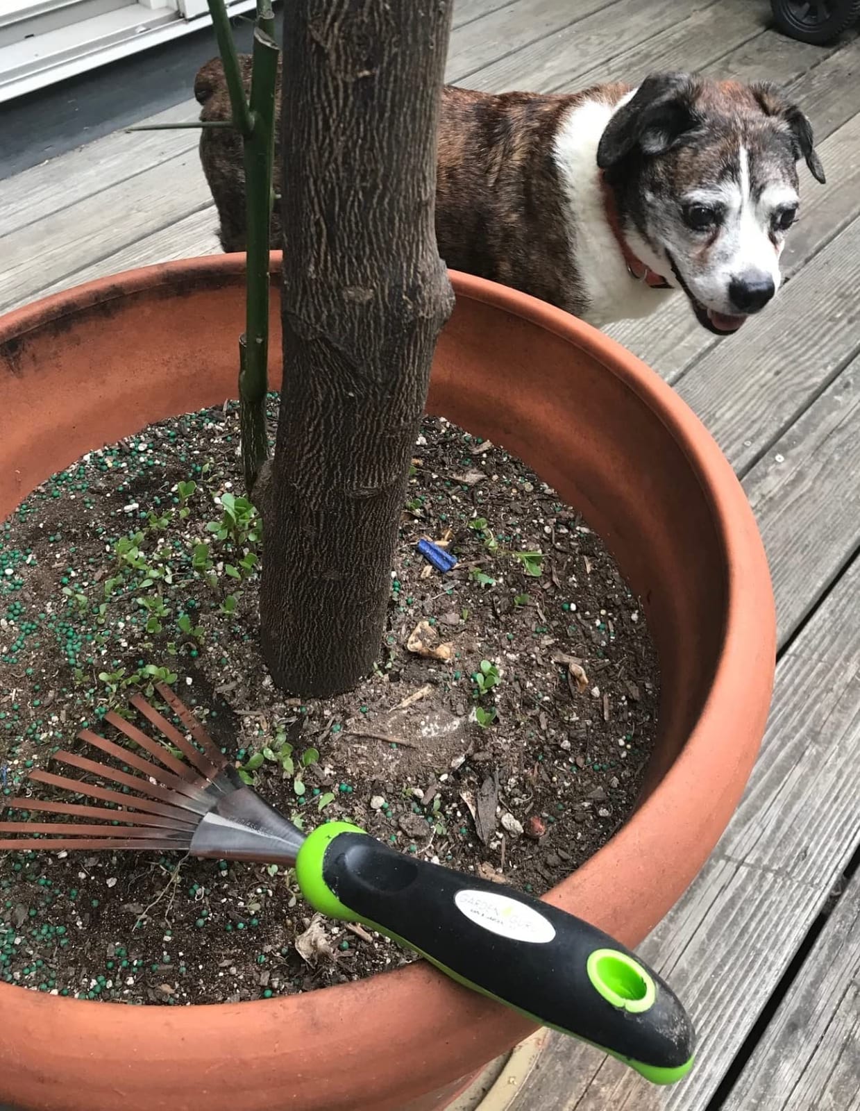 Garden Guru Stainless Steel Hand Rake Soil Tiller with Ergonomic Handle, Great for Gardening, Cultivating, Loosening Soil & Spreading Mulch, Raking Flower Beds customer photo 2