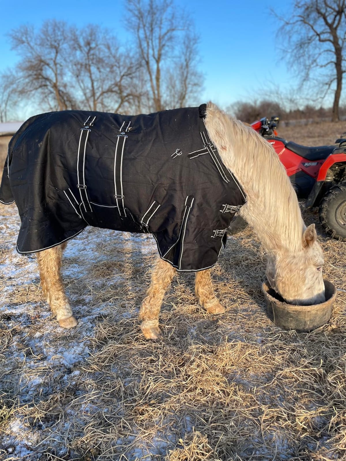 HILASON 1200D Waterproof Winter Horse Turnout Blanket customer photo 1