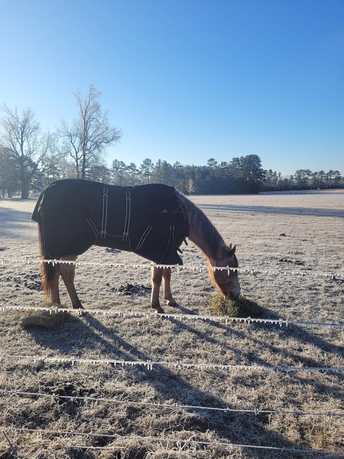 HILASON 1200D Waterproof Winter Horse Turnout Blanket customer photo 2