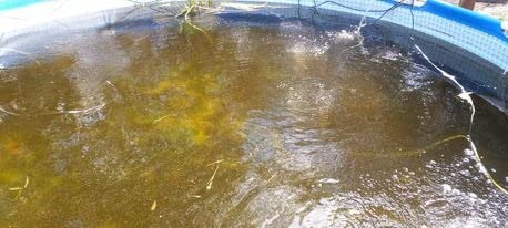 Jebao CW-36 Pond and Aquarium Clarifier, 36-watt customer photo 1