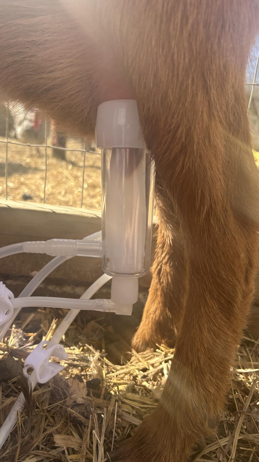 3L Goat Pulsation Vacuum Electric Milking Machine with 2 Teat Cups customer photo 1