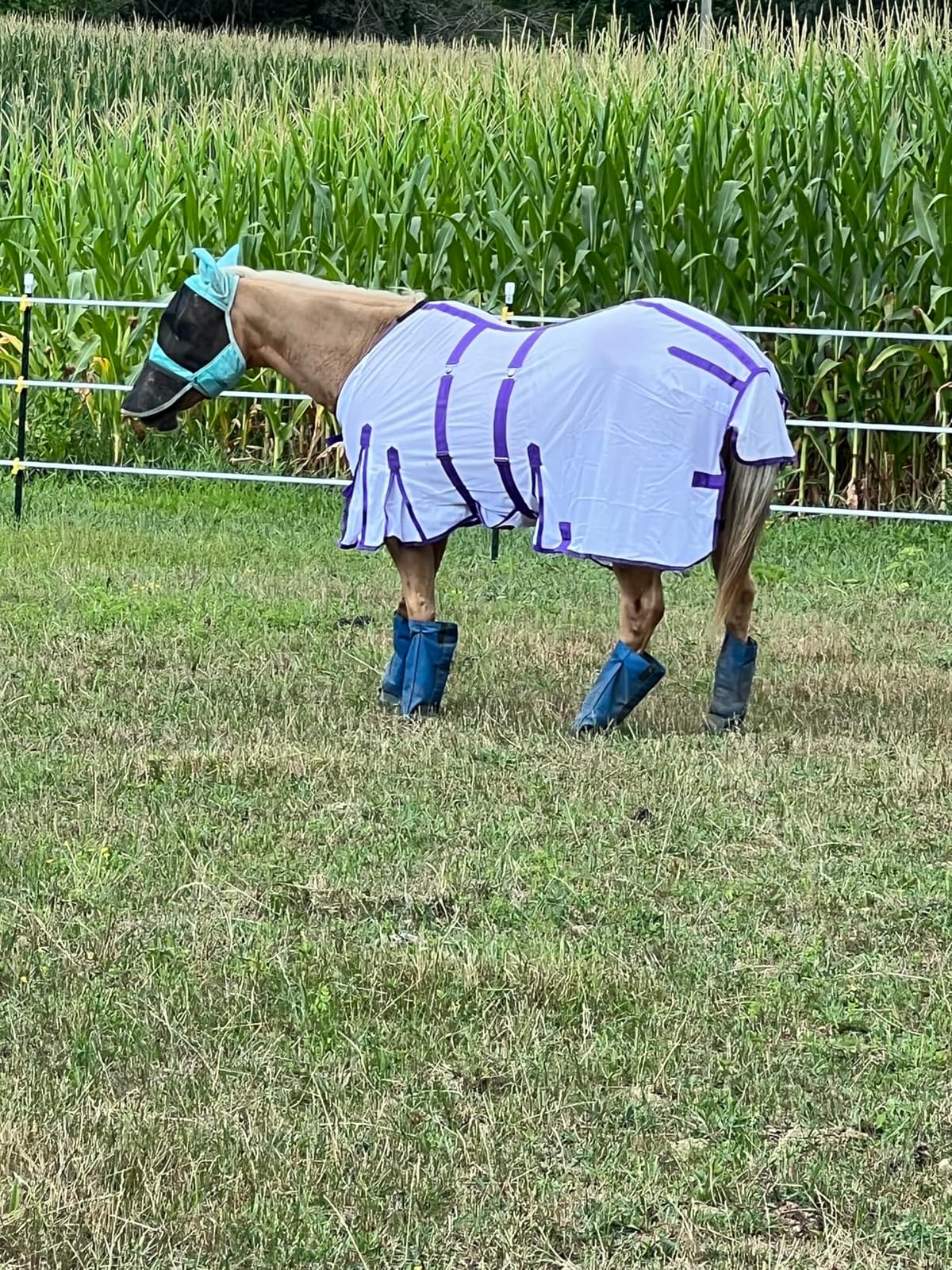 Challenger Horse Mesh Light Weight Summer Fly Sheet Spring Airflow White 73403B customer photo 1