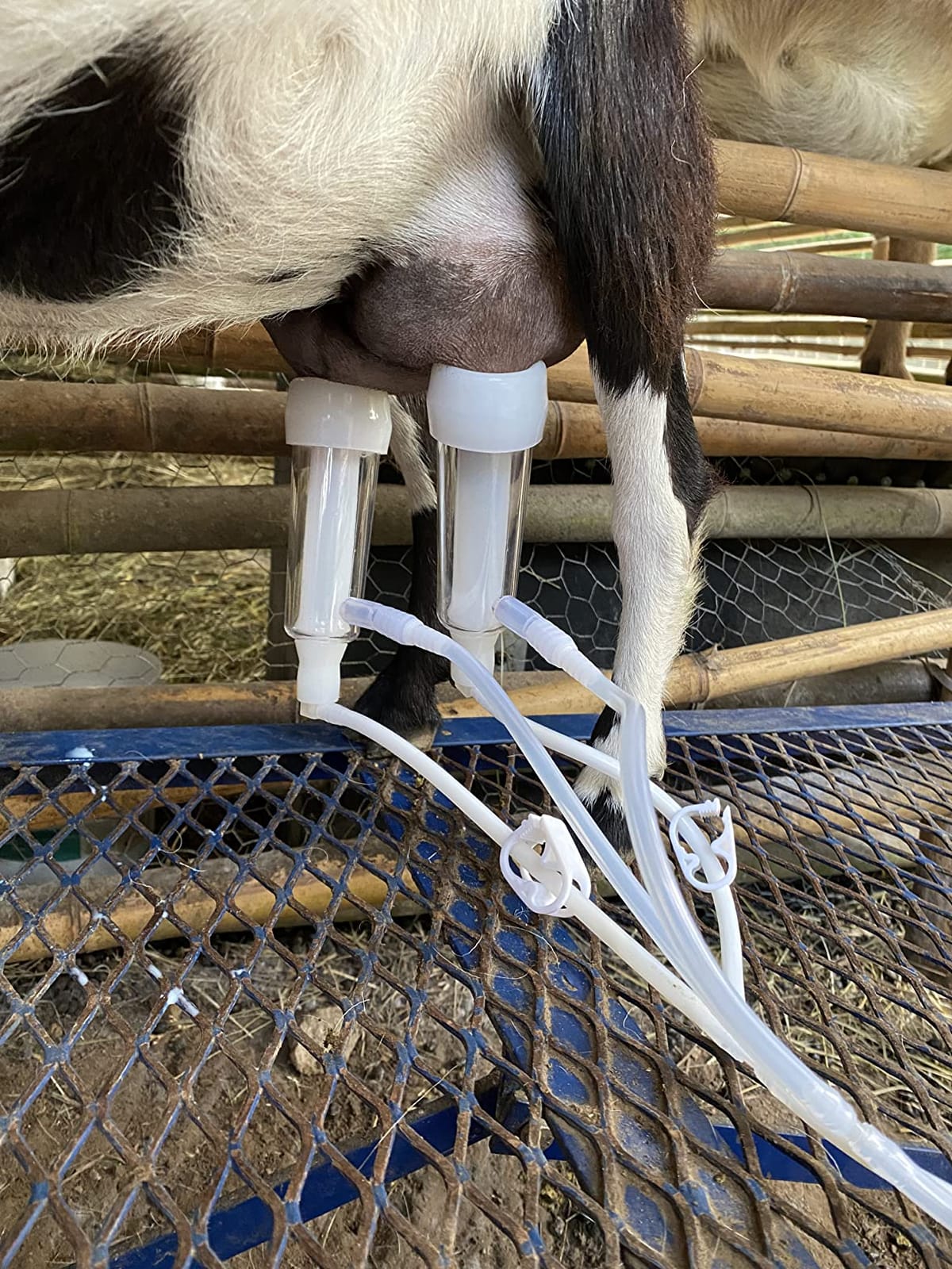 6L Goat Milking Machine, Pressure Gauge Pump Goat Milker (Pro Plus) customer photo 1