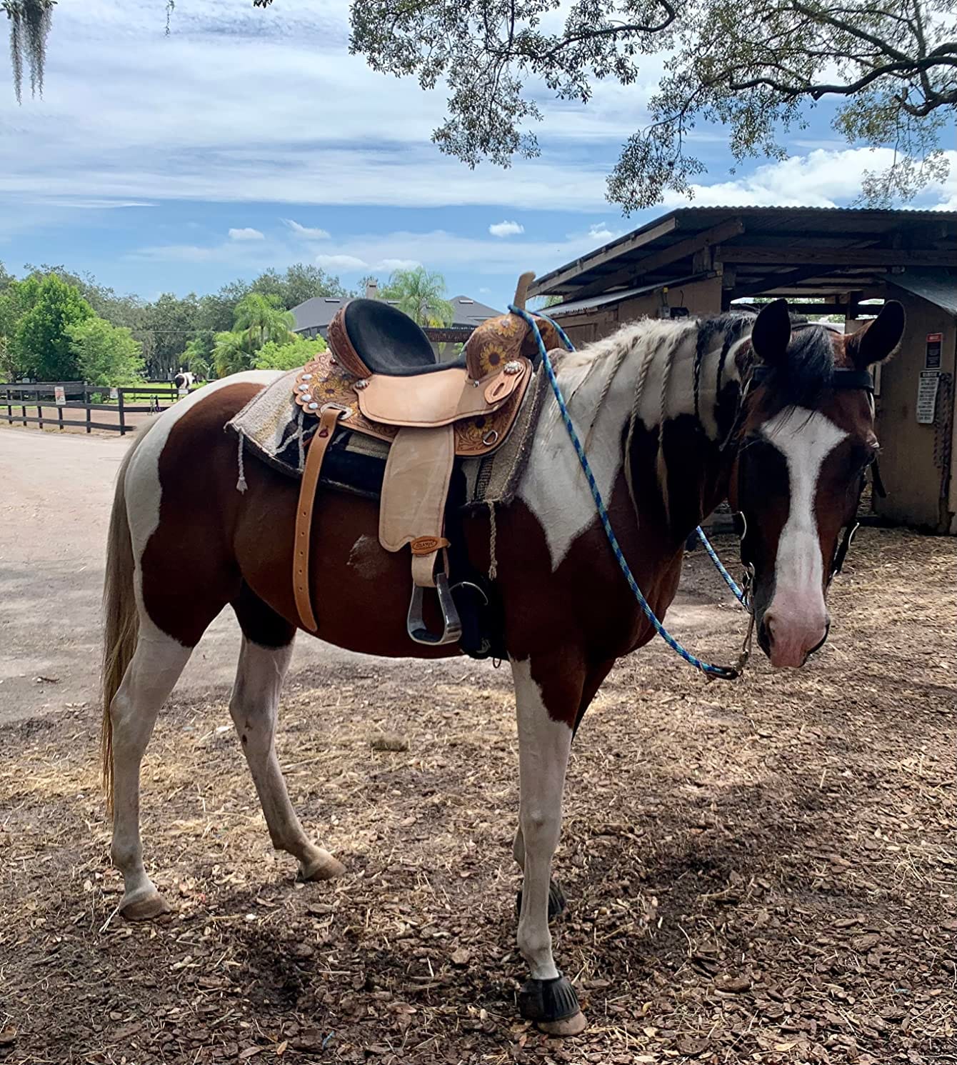HILASON Flex Tree Western Horse Saddle Tan Leather Trail customer photo 2
