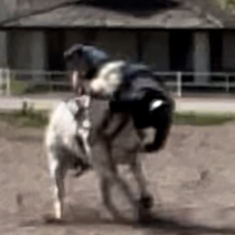 HILASON Black Equestrian Safety Protective Vest Impact Protection customer photo 2