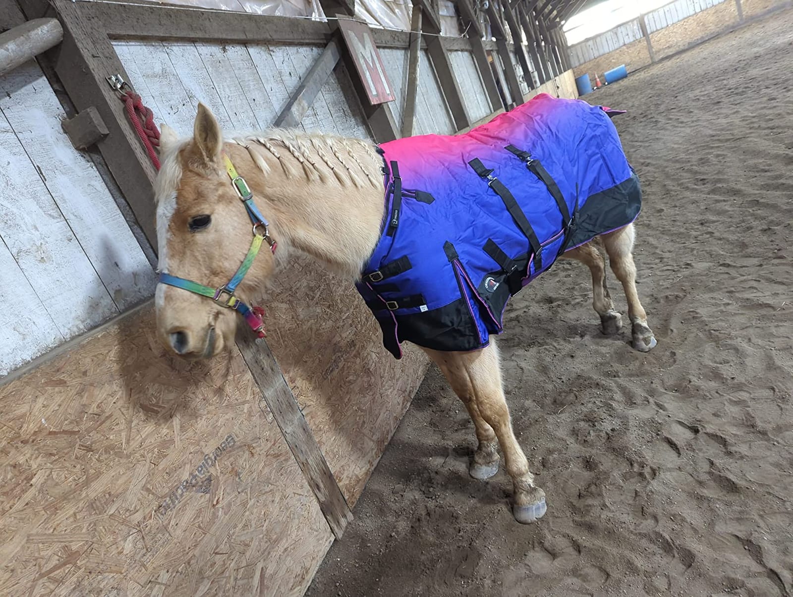 Challenger 1200D Horse Turnout Waterproof Heavy Weight Winter Blanket 5B105 customer photo 1