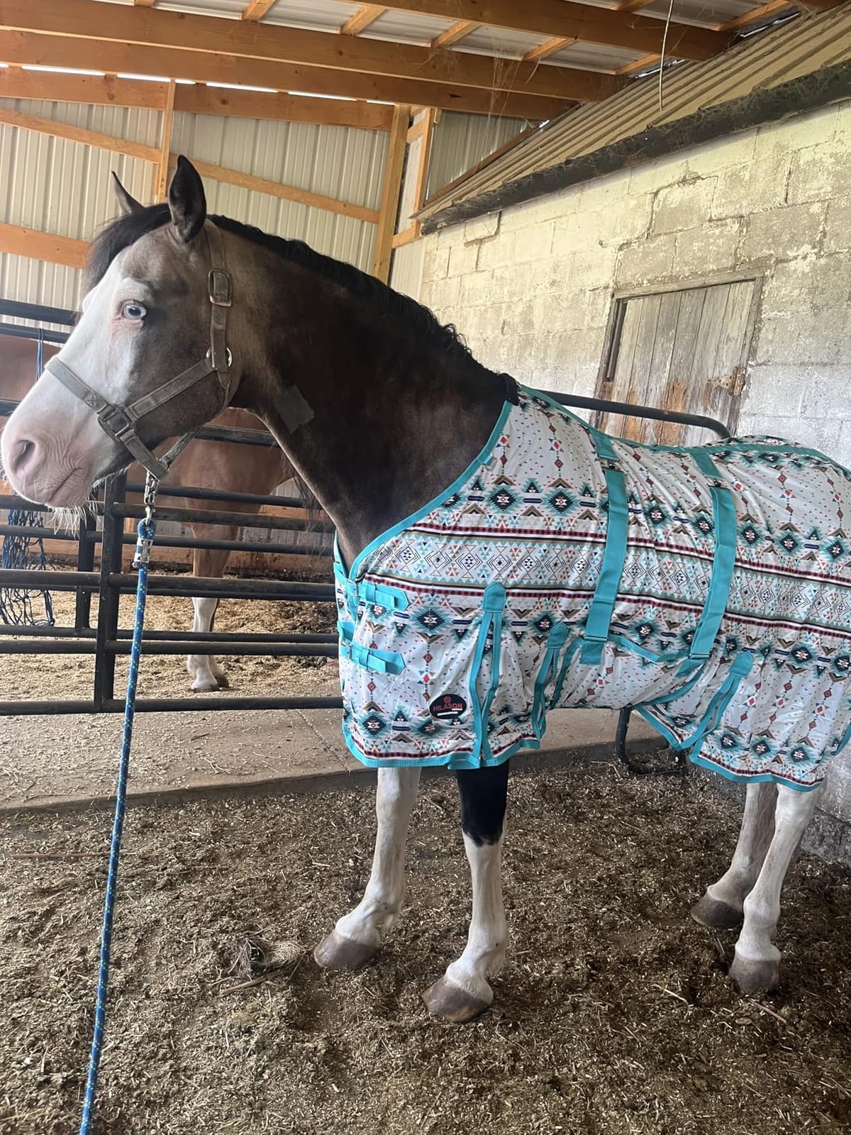 HILASON Horse Fly Sheet 78 in White Turquoise UV Mesh customer photo 2