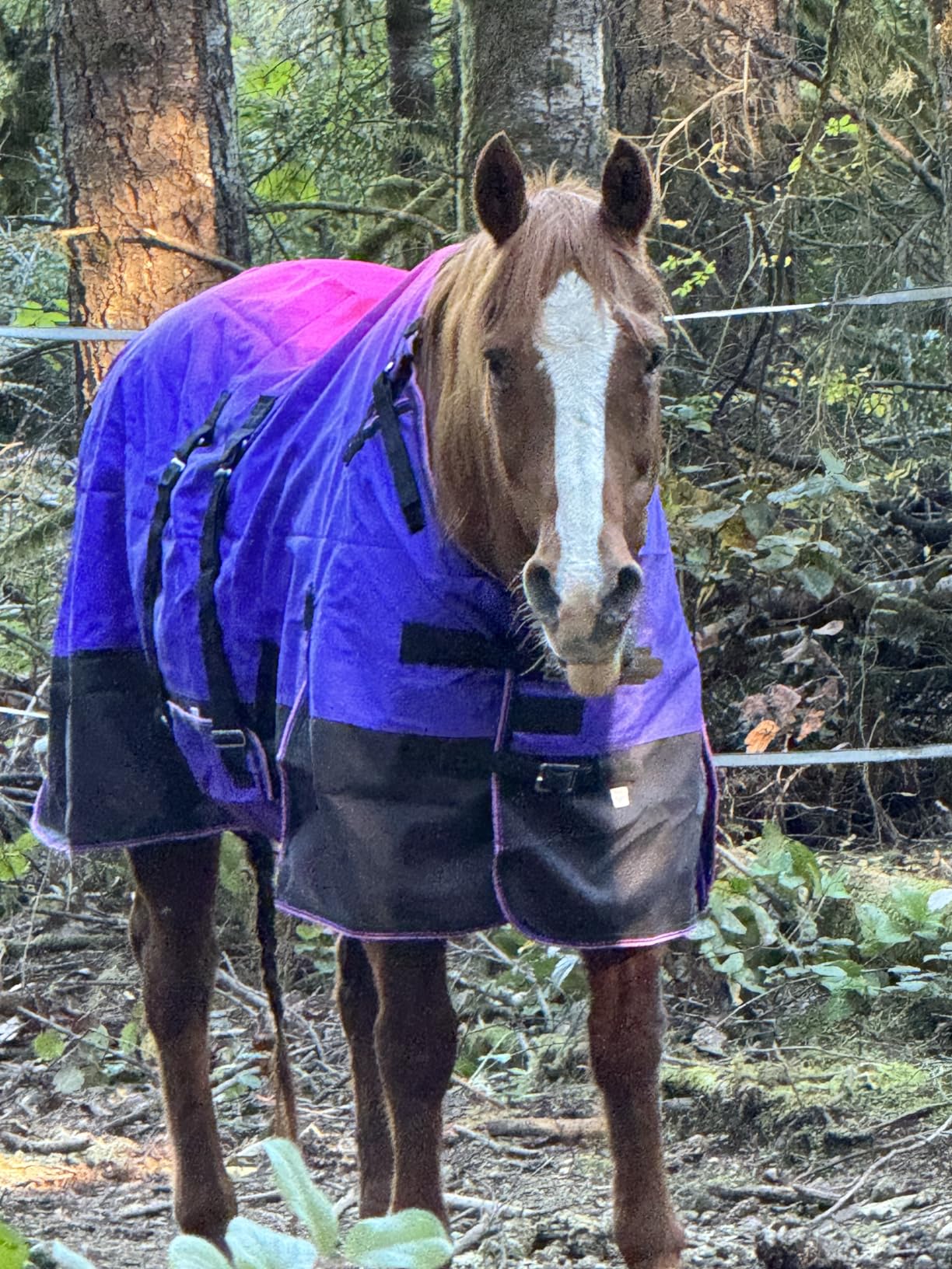 Challenger 1200D Turnout Waterproof Rain Horse Sheet Light Winter Blanket 394B customer photo 2