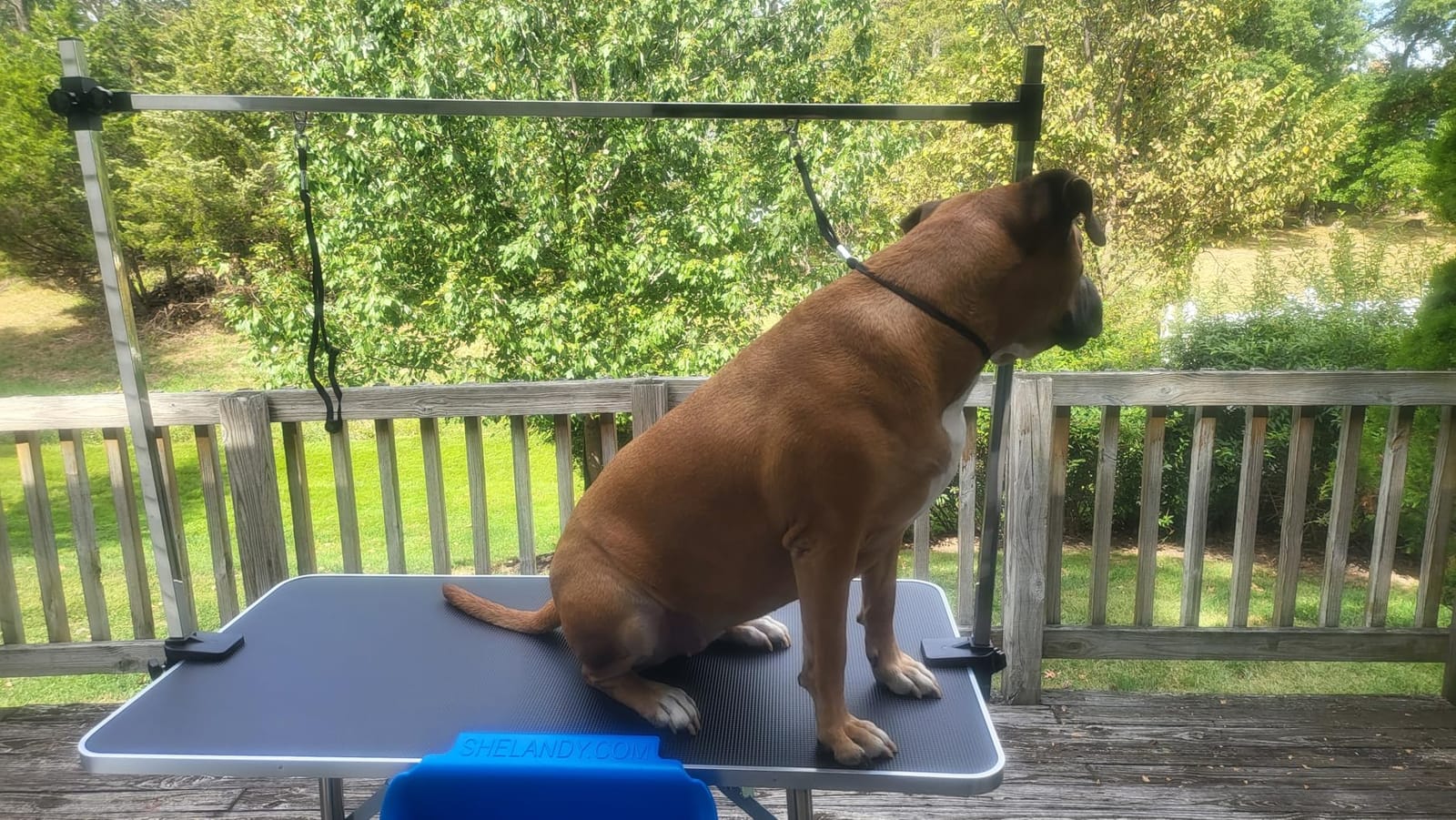 42'' Foldable Dog Grooming Table with Arms/Nooses/Mesh Tray, Black | Stainless Steel Grooming Table for Dogs at Home, Adjustable Pet Bathing Station, Non-Slip Waterproof Tabletop, Capacity 330Lb customer photo 1